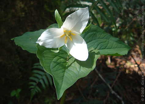 trillium!